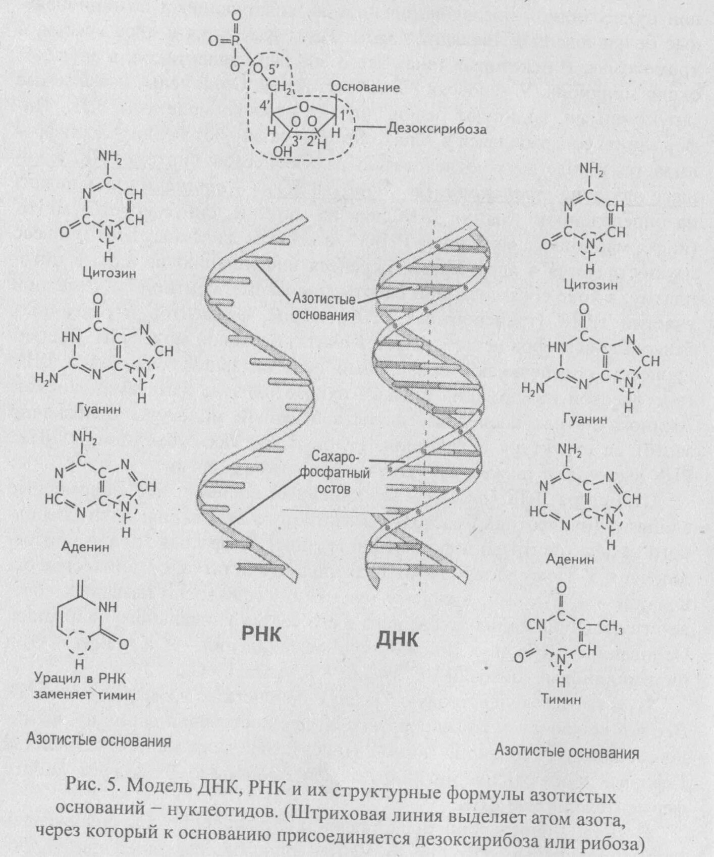 Азотистые основания ДНК И РНК формулы. ДНК РНК урацил. Азотистые основания ДНК И РНК. ДНК РНК аденин Тимин гуанин цитозин.