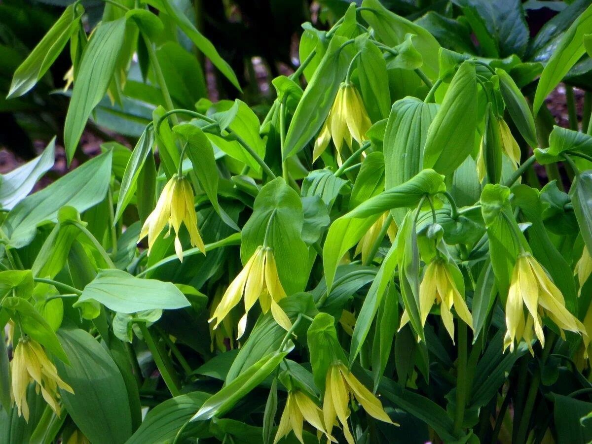 Увулярия grandiflora. Увулярия крупноцветковая (Uvularia grandiflora). Увулярия крупноцветковая Паллида. Увулярия сидячелистная.