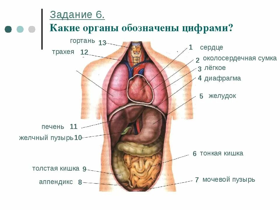 Строение мужчины внутренние органы фото