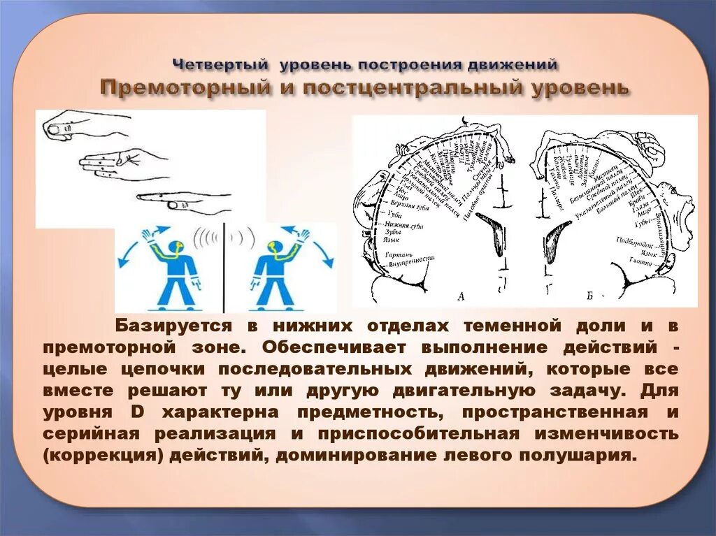 Четвертый уровень построения движений. Теория построения движений Бернштейна. Развитие серийной организации движений. Серийная организация движений