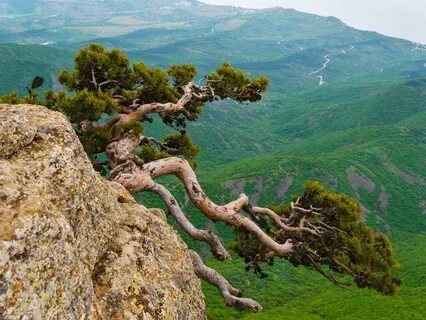 Прорвемся дерево