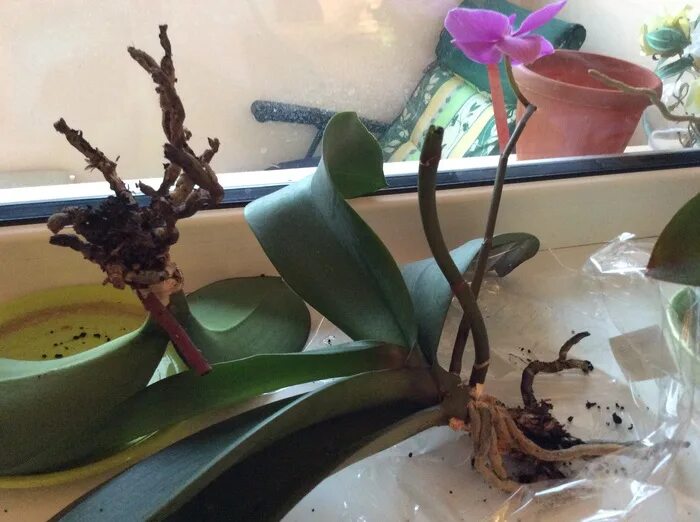 орхидея без листьев и корней. орхидея фаленопсис корни. нужно ли обрезать корни у орхидеи. тропическая орхидея корни. нужно ли обрезать корни у орхидеи.