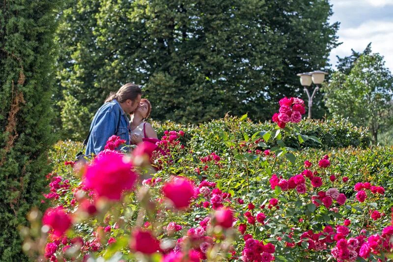 розарий серёжниковых. роза розария югторсан. розарий на майнау. моноцветник розарий. суземский розарий.