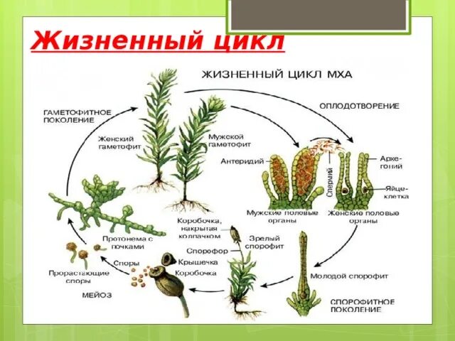 Мох сфагнум стадии жизненного цикла. Цикл развития мхов схема. Жизненный цикл мха Кукушкин лен. Цикл развития мха Кукушкин лен. Кукушкин лен жизненный цикл схема.