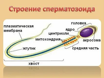 Таллула Райли жалаңаш