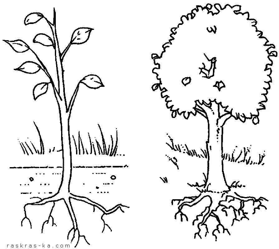 3 корня 1 ствол. Части дерева схема. Части растений раскраска. Части дерева и кустарника. Дерево раскраска.