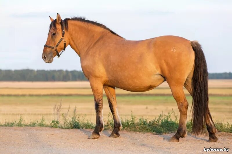 саврасая белорусская упряжная. белорусская упряжная гнедая. белорусская упряжная порода лошадей. породы белорусской. белорусская упряжная лошадь.