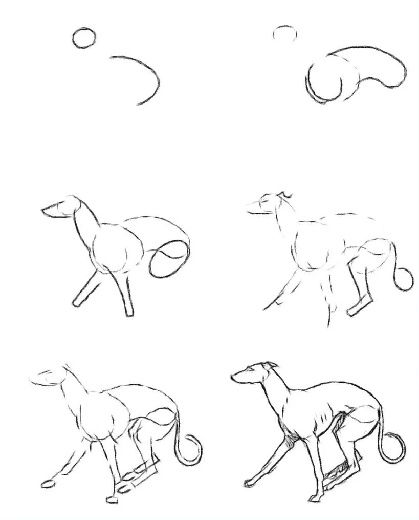 Как нарисовать пса. Поэтапное рисование собаки. Схема рисования собаки. Пошаговый рисунок собаки. Поэтапное рисование собаки карандашом.