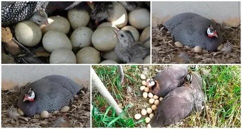 Сколько фазан сидит на яйцах дней