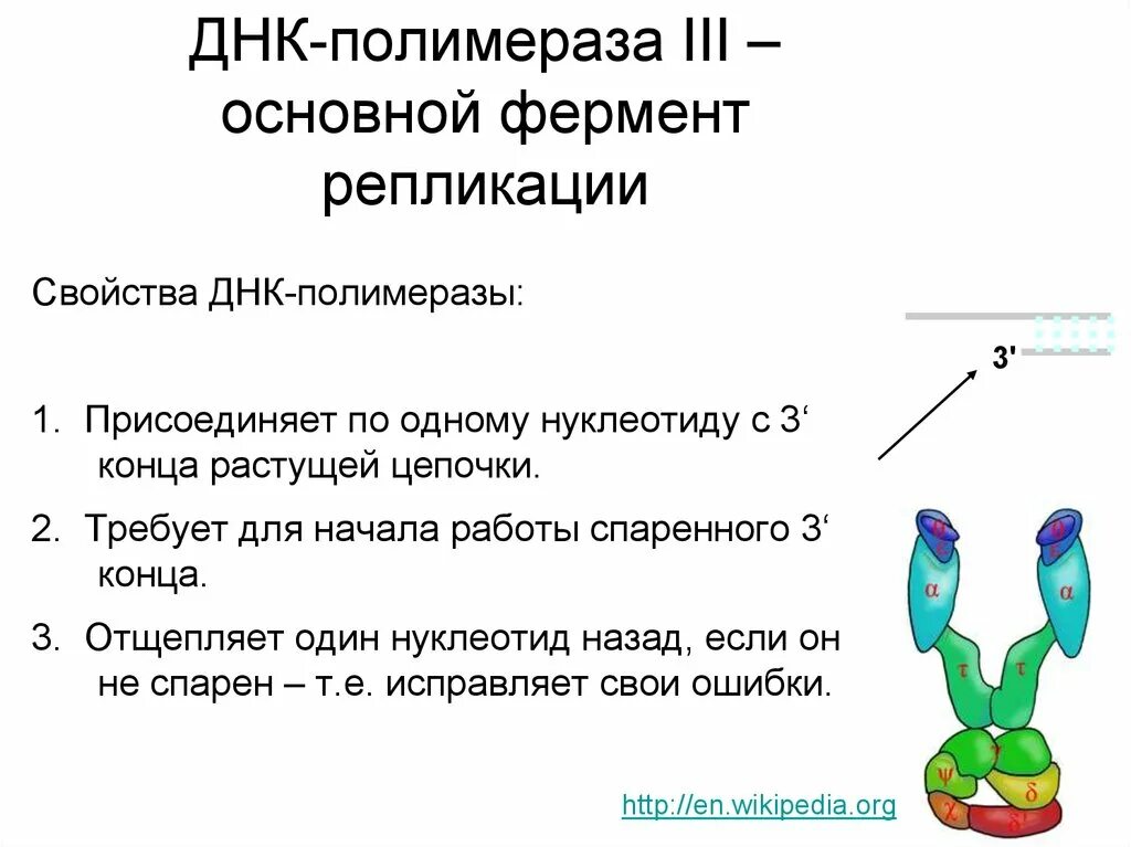 Осуществляется ферментом днк полимеразой. ДНК полимераза 3 в репликации. ДНК полимераза 3 функции. ДНК полимераза 1 2 3 функции. ДНК полимераза репликация ДНК.