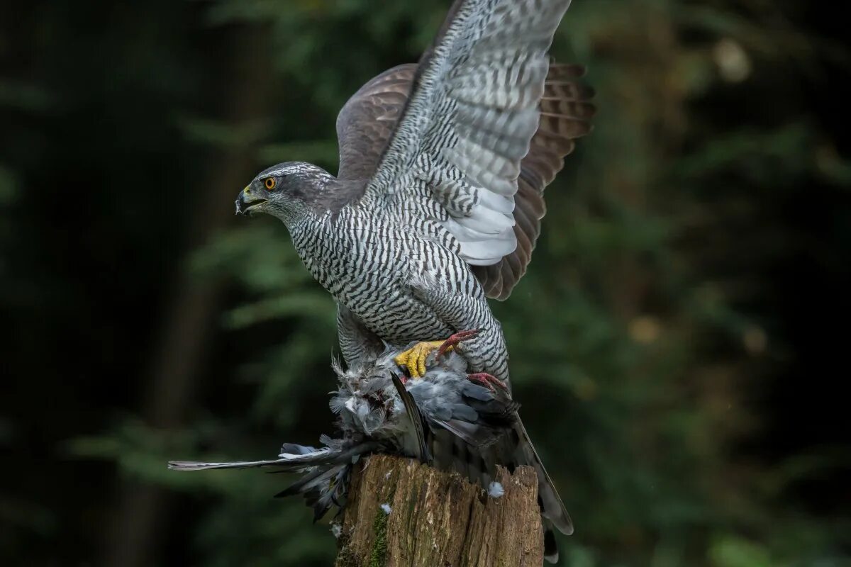 Ястреб-тетеревятник ястребиные. Хищная ястребиных. Ястреб-тетеревятник. Хищная ястребиных. Хищная птица ястреб- тетеревятник.