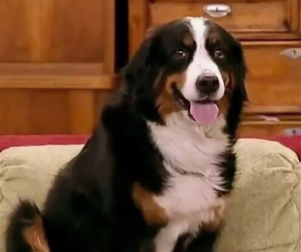 пес барон из счастливы вместе. бернский зенненхунд барон. пес барон из счастливы вместе. счастливы вместе пес барон. собака барон из счастливы вместе порода.