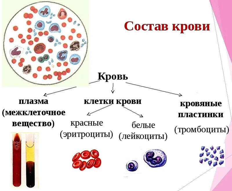 Морфологический состав крови. Состав крови. Состав крови схема. Состав крови человека. Состав крови картинка.