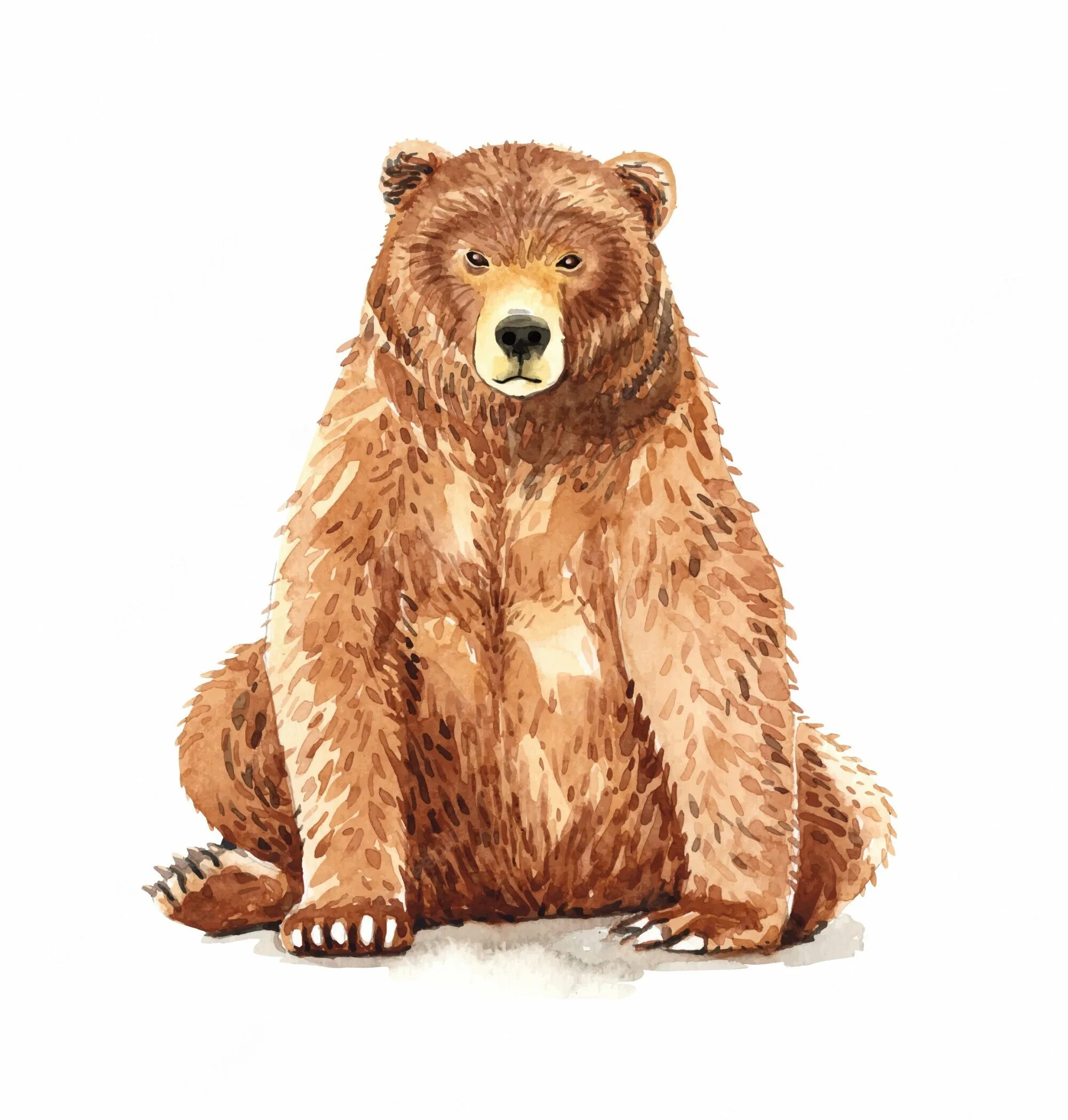 Медведь рисунок. Нарисовать медведя. Медведь акварелью. Медведь картинка для детей.
