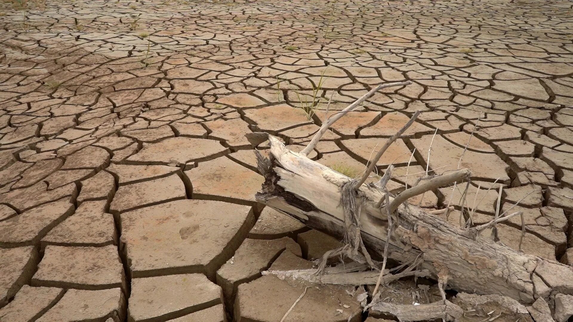 Засуха в мире. Сахель опустынивание. Пустыня засуха. Деревья засуха.
