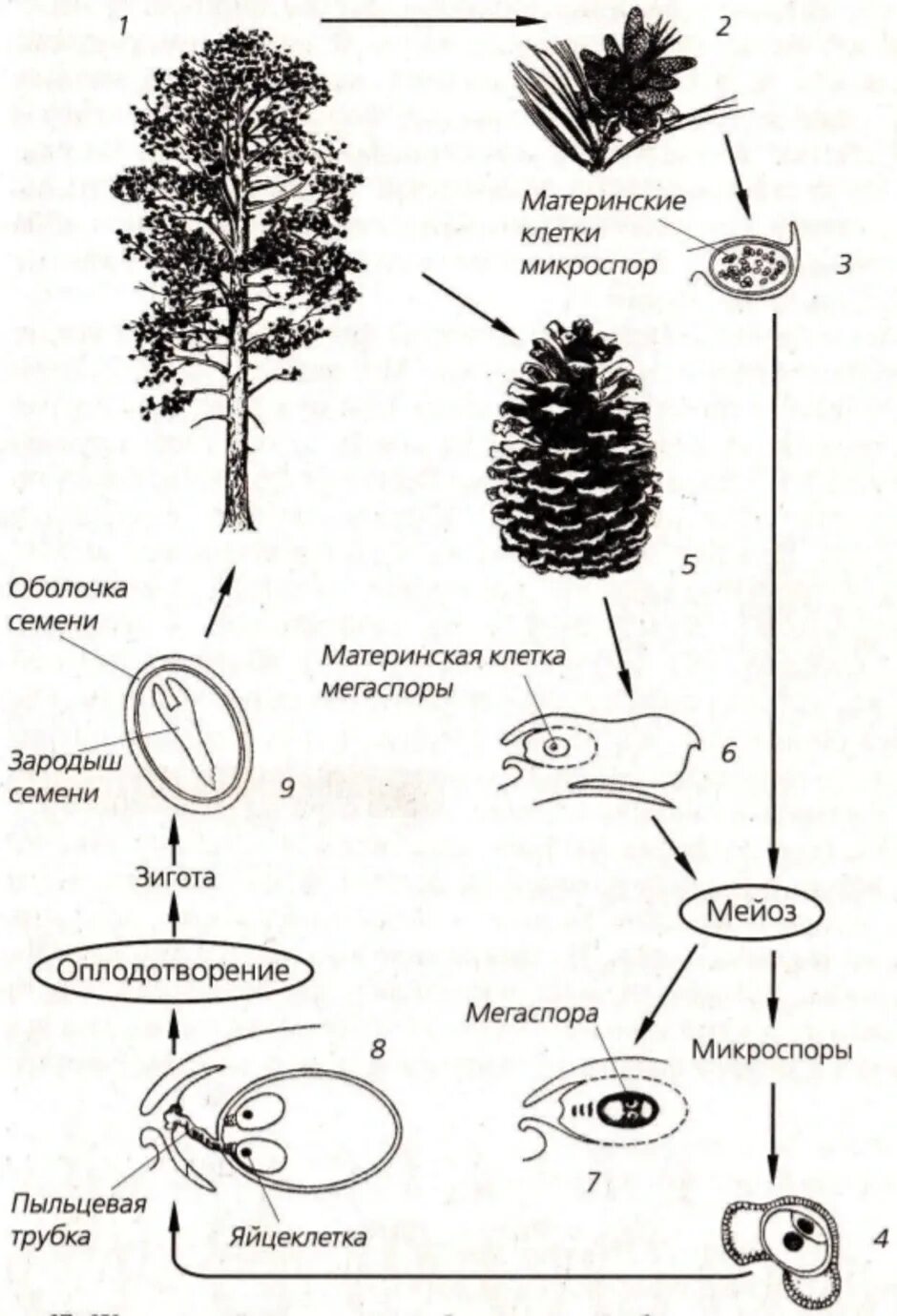 Половое размножение хвойных. Жизненный цикл голосеменных растений сосна схема. Жизненный цикл голосеменных растений схема. Размножение голосеменных растений схема. Жизненный цикл голосеменных ЕГЭ.