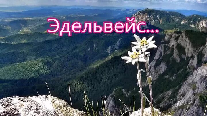 Эдельвейс 1 мая. Эдельвейс в горах. Эдельвейс Кисловодск. Эдельвейс стихи про цветок. Эдельвейс Кисловодск цветы.