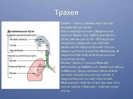 Трахея является органом дыхания