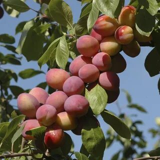 Слива по английски