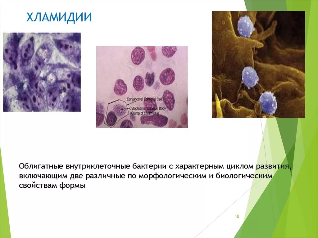 Особенности хламидий. Chlamydia trachomatis микробиология. Хламидии строение клетки. Хламидии строение микробиология. Хламидии клеточная стенка.