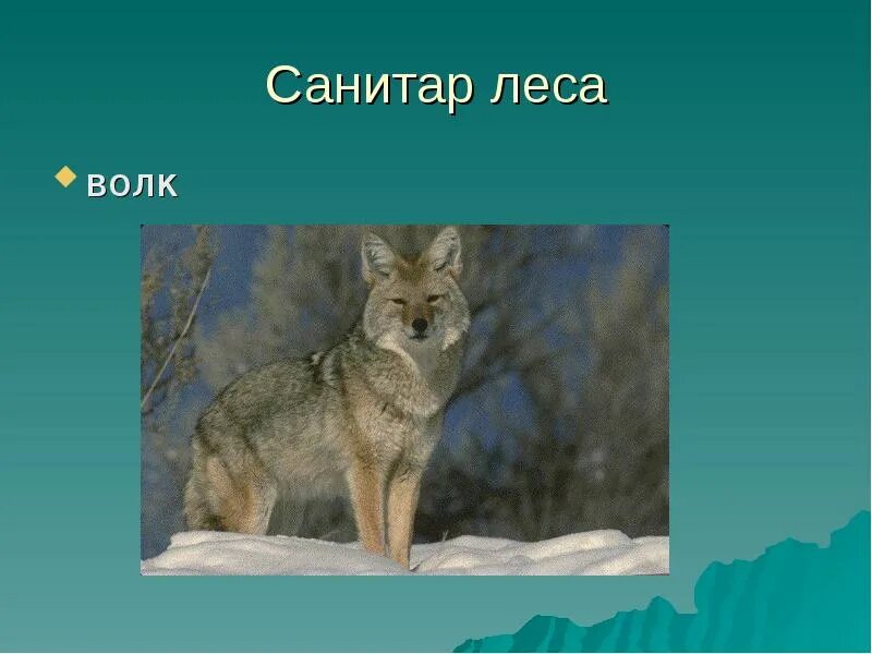 Почему волк называется волком. Санитар леса. волки лесные санитары. санитары леса животные. животные санитары леса для дошкольников.