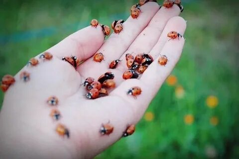 Много божьих коровок в доме примета