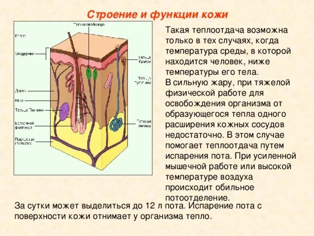 Урок строение и функции кожи 8 класс. Строение и функции кожи. функции кожи человека. кожа строение и функции кожи. строение и функции кожи рисунок.