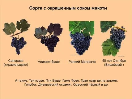 Саперави описание