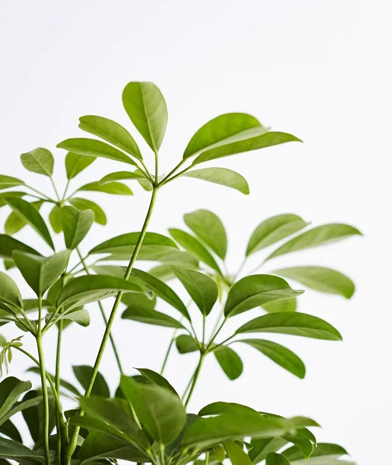 Пальма шеффлера. Шеффлера строение листа. Шеффлера в природе. Паспорт шефлеры. Шеффлера компакта перепл.