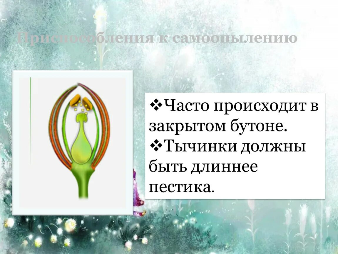 Тычинки короче пестиков самоопыление затруднено. Самоопыление. приспособления растений к самоопылению. приспособления, предотвращающие самоопыление. приспособления цветка к самоопылению:. самоопыление растений адаптации.