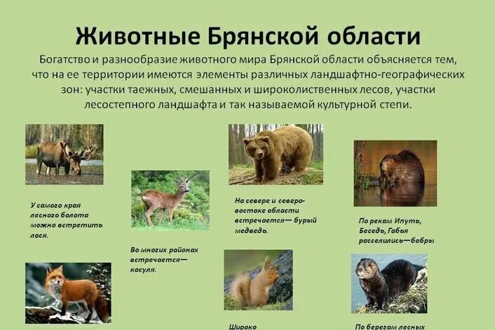 Проект разнообразие природы брянской области Проект разнообразие природы брянской области