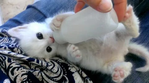 Какое молоко котенку