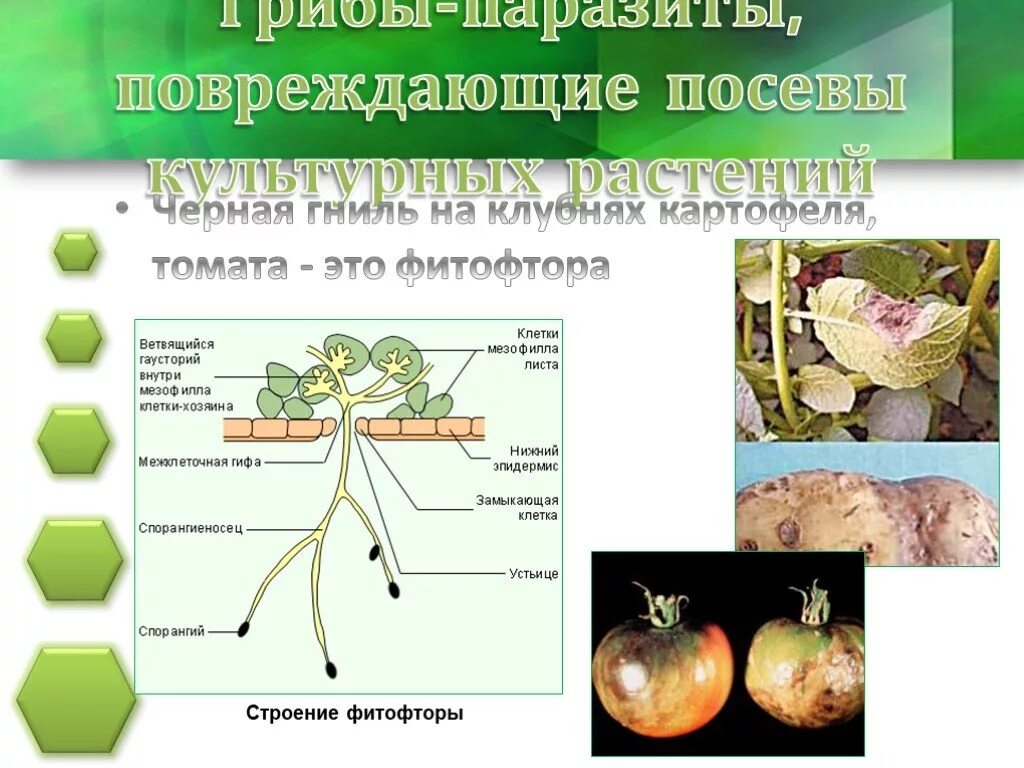 Строение гриба паразита фитофтора. Признаки внешнего строения фитофторы. Фитофтора схема строения гриба. Строение гриба паразита 5 класс. Грибы паразиты 7 класс по биологии