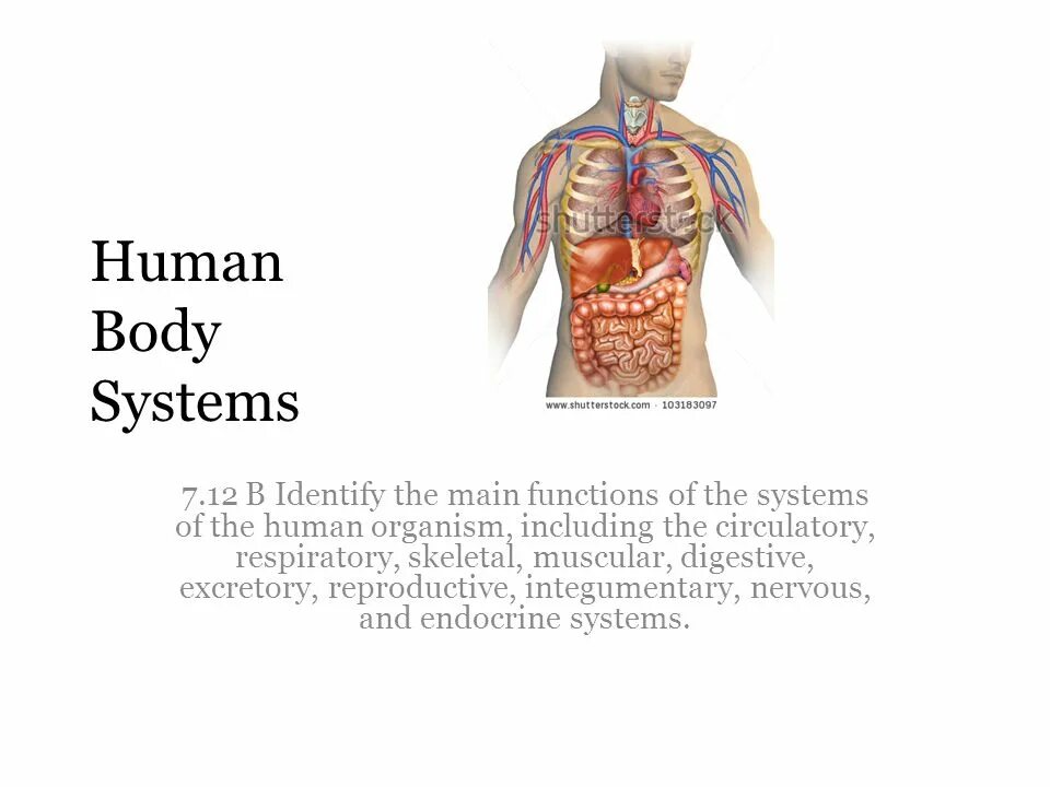 Human org. Body Systems. Function body. Systems of the body текст. Human body Organisms.