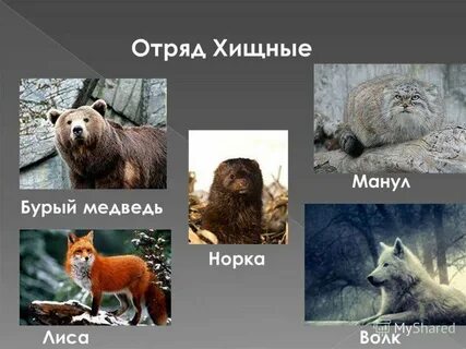 Отряд хищные какие семейства