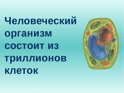 Каждый живой организм состоит из клеток