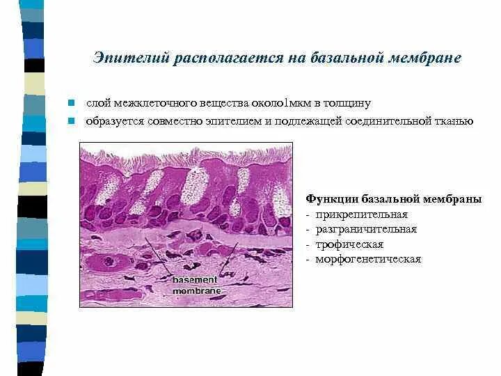 Типы межклеточных контактов схемы. Межклеточные контакты десмосомы. Межклеточные контакты эпителиальной ткани. Виды межклеточных контактов характерные для эпителиальных тканей. Типы межклеточных контактов гистология.
