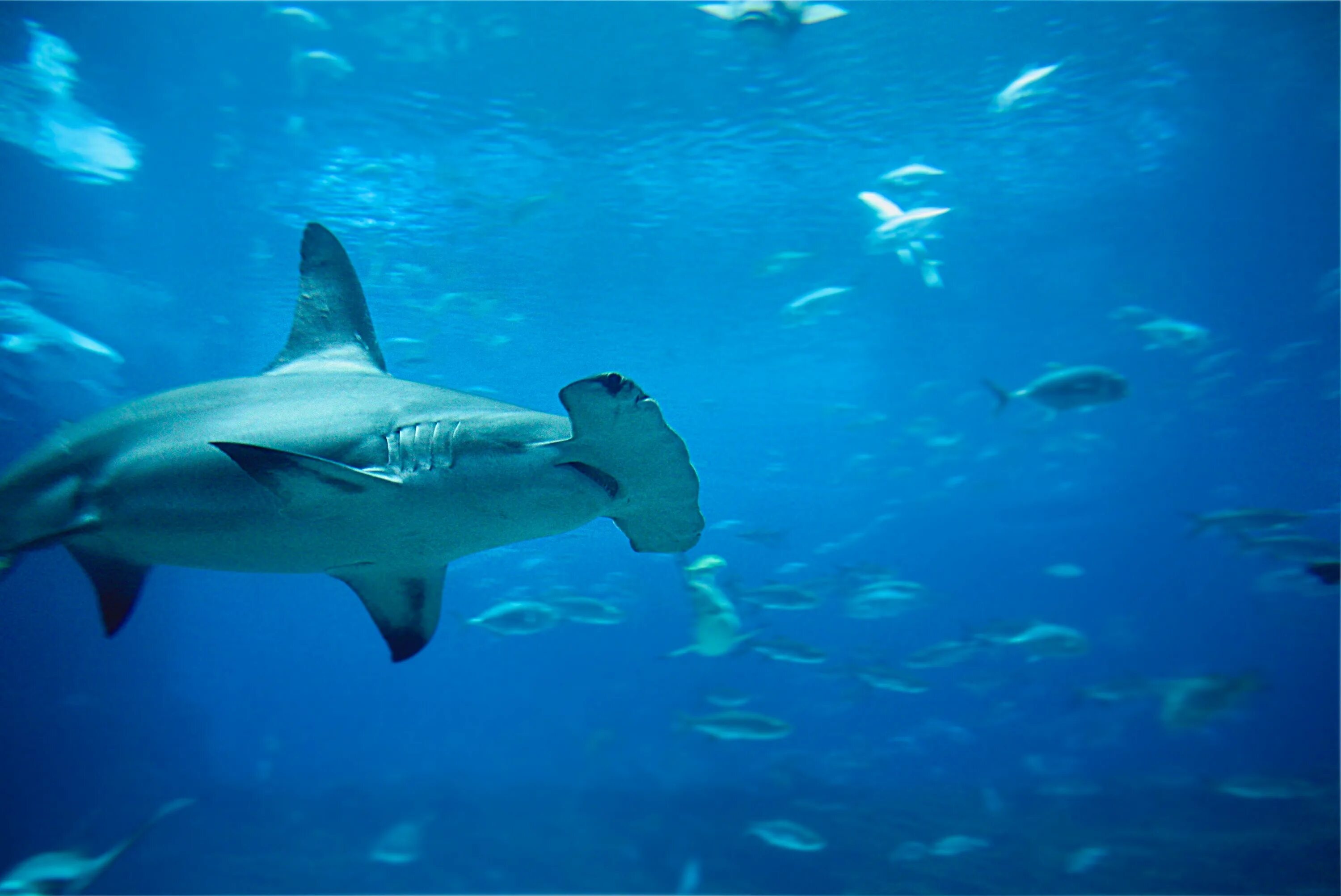В тихом океане есть акулы. Рыба молот акула. Акула хаммерхед. Гигантская молотоголовая акула. Акула-молот (Sphyrna Zygaena).