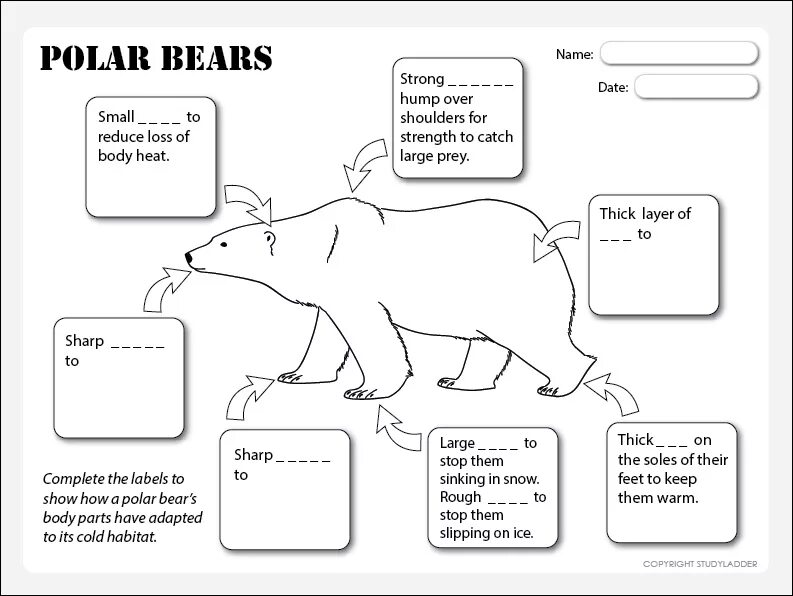 Bear bore born перевод на русский. Polar Bear body. Polar Bear body Parts. Polar Bear Polar Bear what do you hear Worksheet for Kids. Диаграмма полярного медведя.