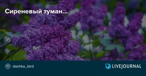 Песня сиреневый туман