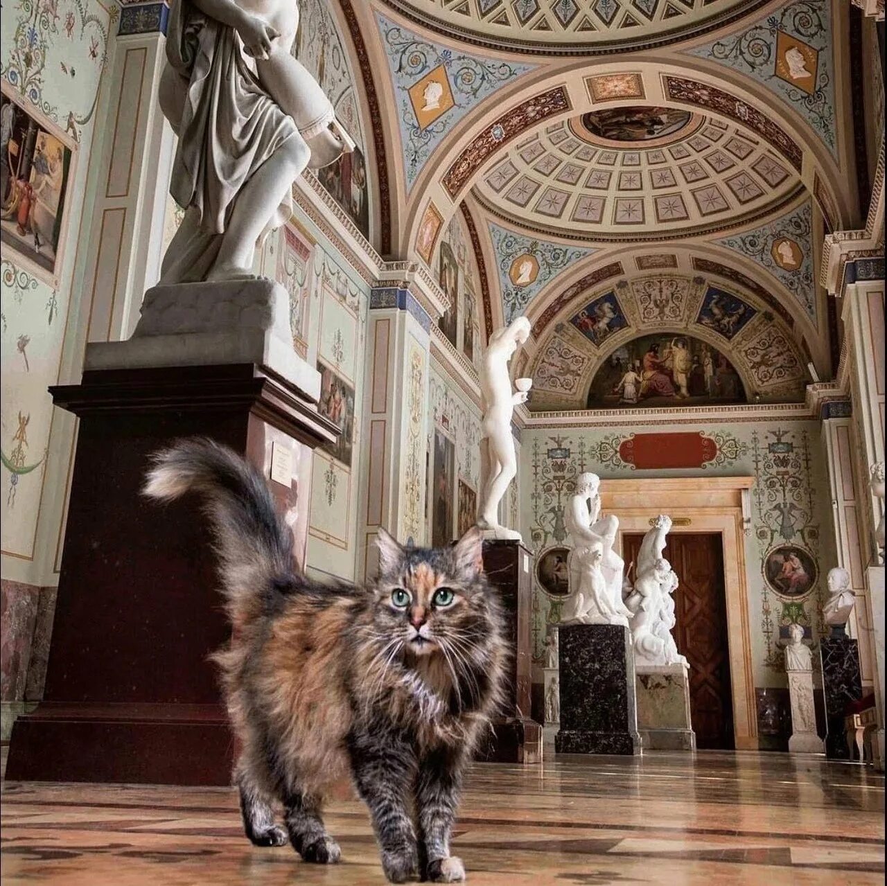 Коте эрмитаж. Эрмики коты эрмитажа. петербургские эрмитажные коты. эрмитажные коты музея.