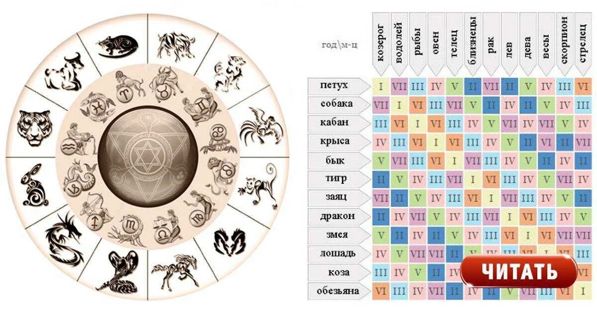 Знаки зодиака по годам. Гороскоп по годам таблица. Китайский гороскоп таблица. Зодиак гороскоп по годам.
