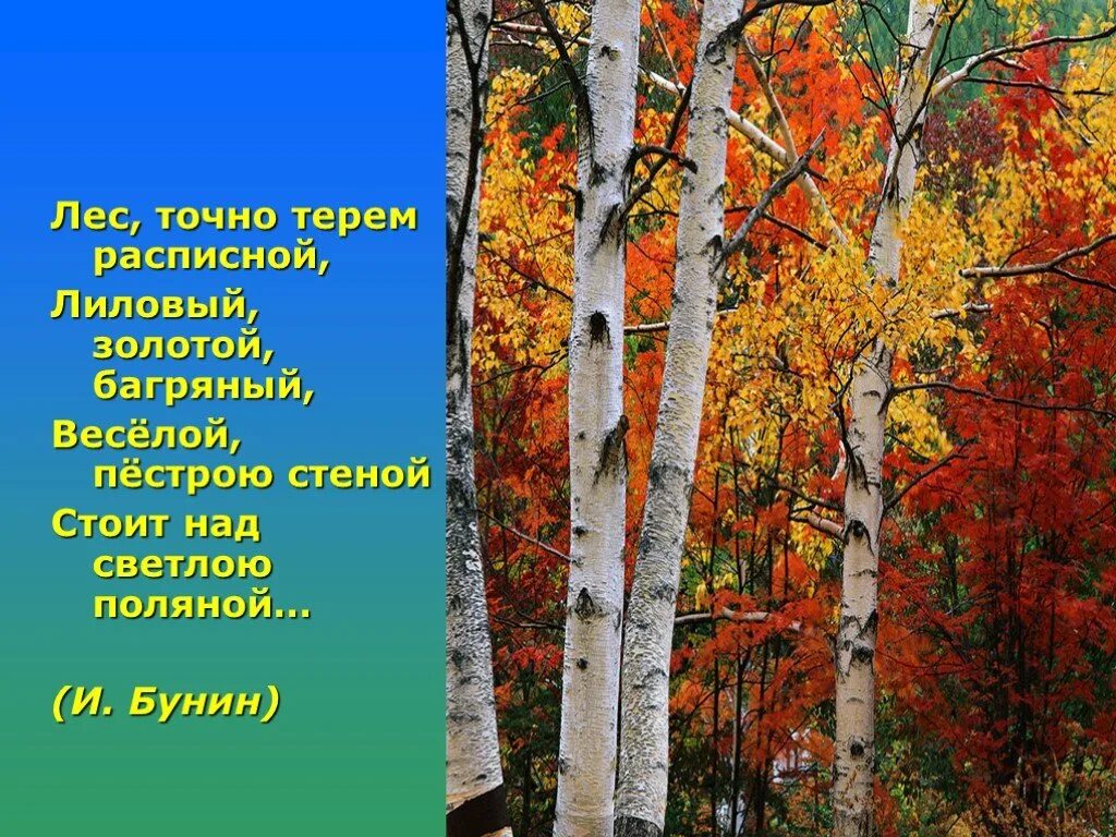 Пестрая стена леса. Листочно Терем расписной лиловый золотой багряный. Бунин лес багряный золотой. Осенний лес точно Терем расписной. Лес точно Терем расписной лиловый золотой багряный весёлой пёстрою.