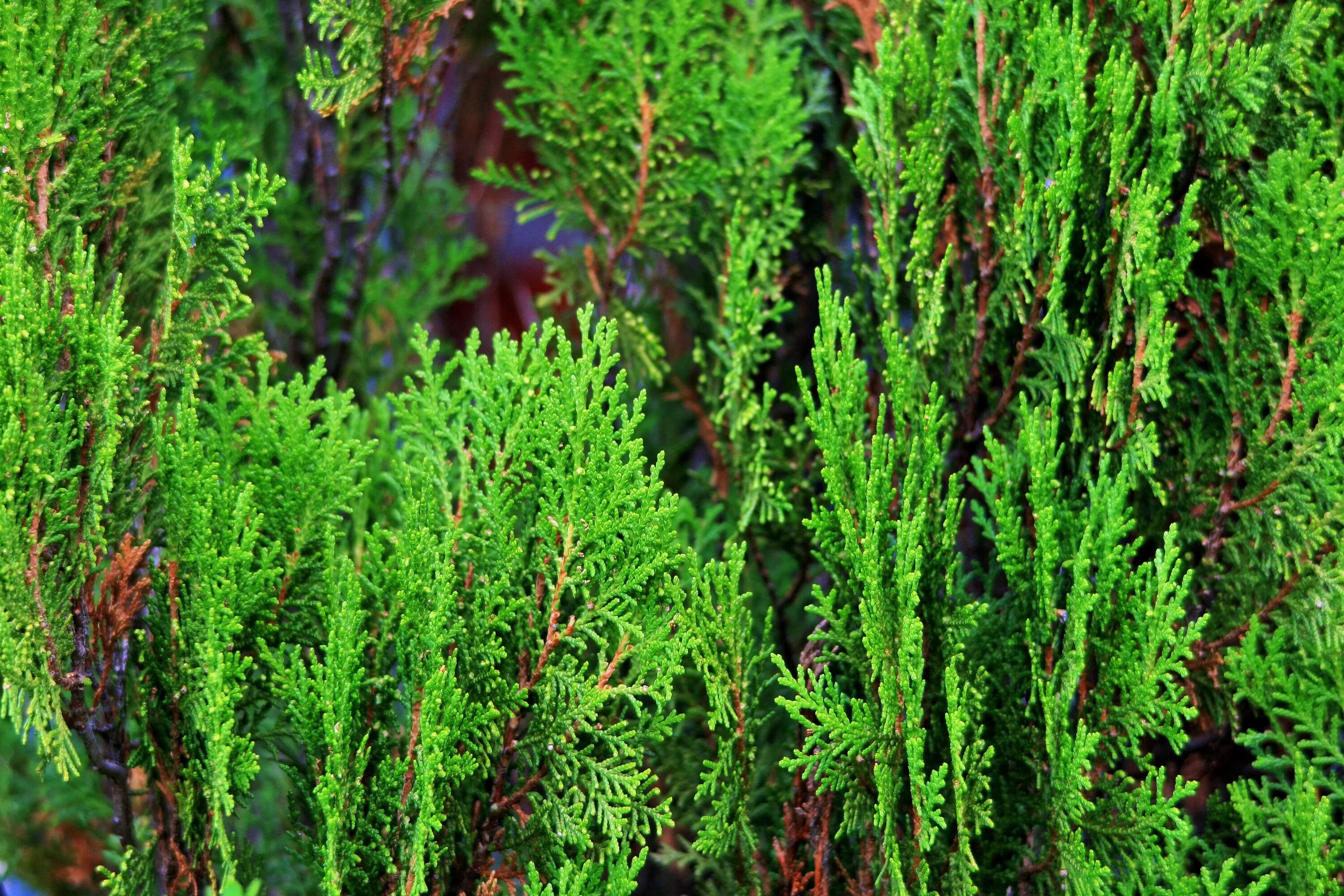 Туя Кониферен. Кипарис вечнозеленый (Cupressus sempervirens). Кониферен микс туя. Кипарис Кониферен микс. Вечнозеленое хвойное