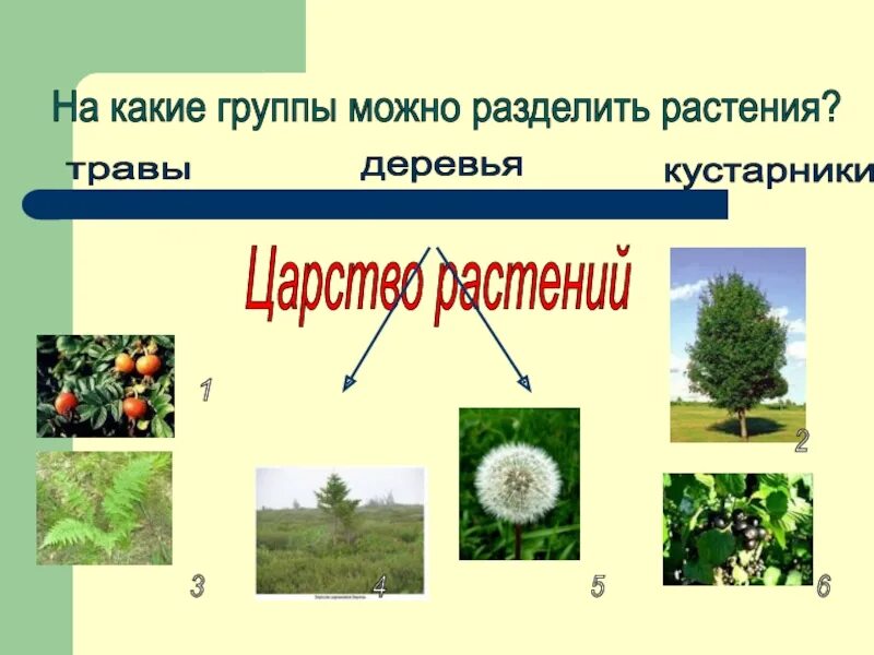 Растение разбей. Растение разбей