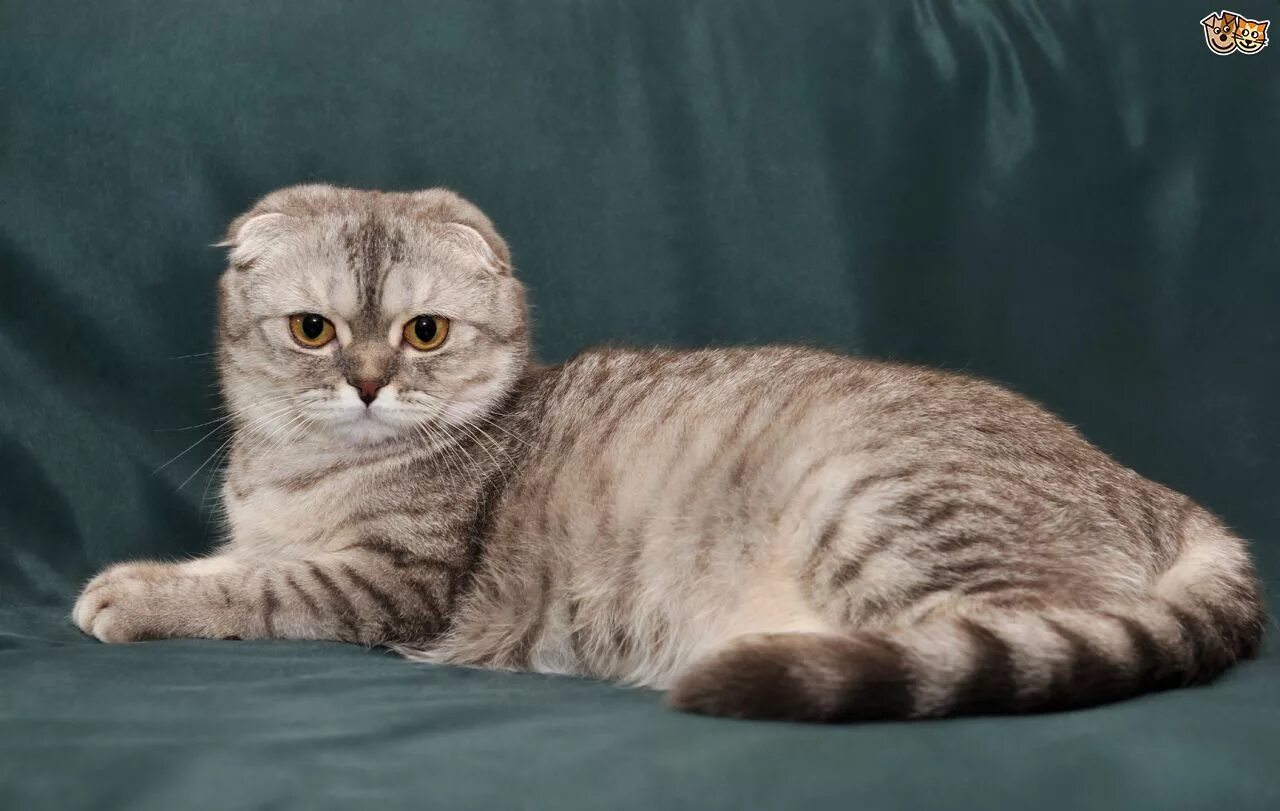 Вислоухий шотландский кот васька. Шотландский вислоухий кот скоттиш фолд. Разновидности шотландских кошек. Про породу шотландский. Британская вислоухая кошка характер.
