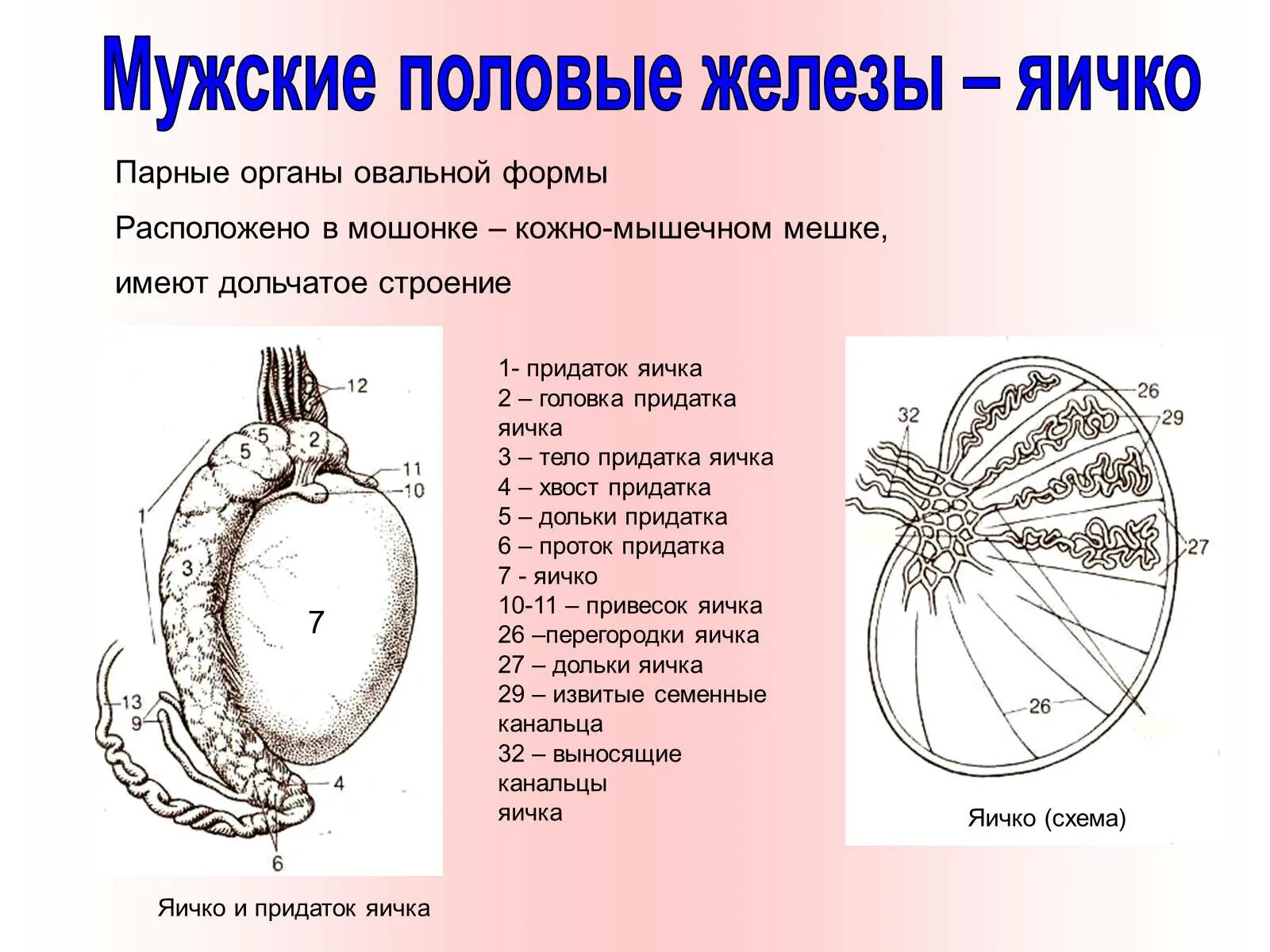 Местоположение яиц. Мужская половая система анатомия строение яичек. Мужские половые железы функции. Яичко анатомия железа. Схема строения половые железы.