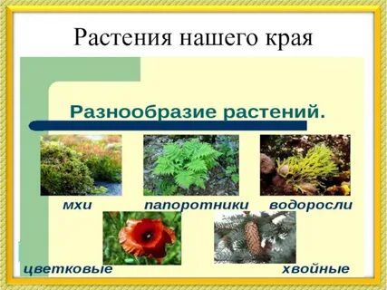Презентация растения нашего края