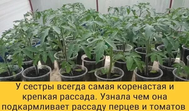 Рассада томатов и перца. Сильная крепкая рассада. Почем рассада перчиков. Рассада перцев и томатов баннер.