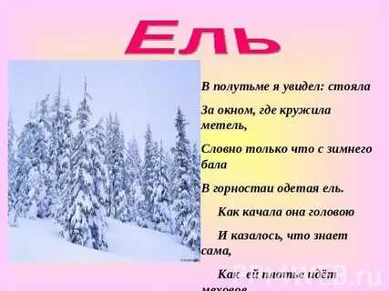 Сочинения о ели